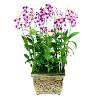 덴파레 상품이미지